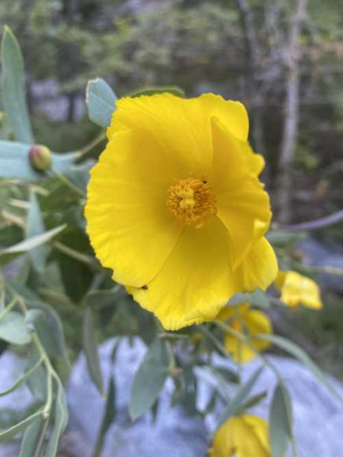 A close-up of a bright yellow flower with green leaves, set against a blurred natural background.