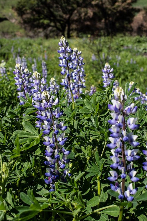 A field of vibrant purple lupine flowers surrounded by lush green foliage under a clear blue sky.