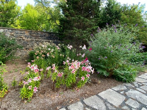 A garden scene featuring colorful flowers, including pink lilies, alongside a stone wall and lush greenery.