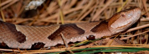 A close-up of a brown and tan snake resting on dry leaves and pine needles in a natural setting.