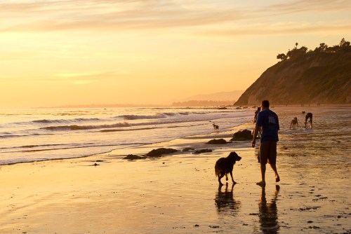 A person walks a dog along a sandy beach at sunset, with waves and other dogs in the background.
