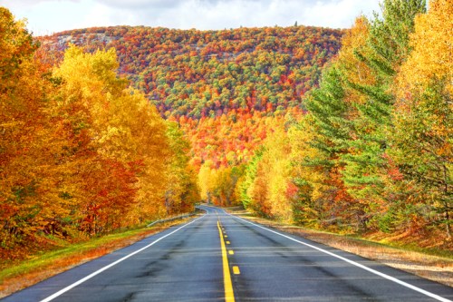 A winding road surrounded by vibrant autumn trees in shades of orange, yellow, and green, leading to a colorful hillside.