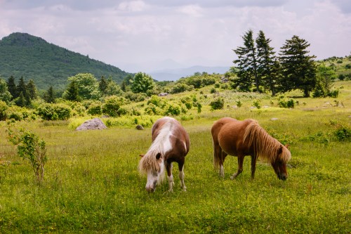 Two horses graze in a lush green field with mountains and trees in the background under a cloudy sky.