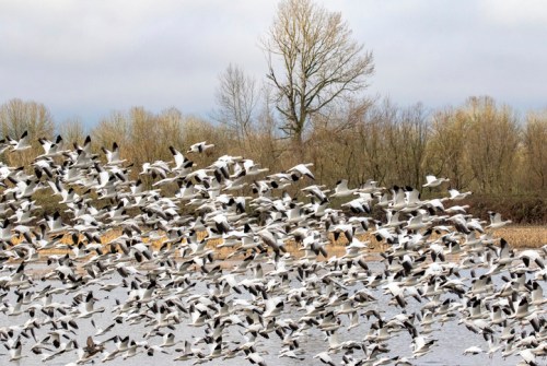 A large flock of birds takes flight over a calm body of water, with trees in the background under a cloudy sky.