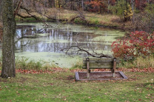 A wooden bench overlooks a tranquil pond surrounded by autumn foliage and green algae.