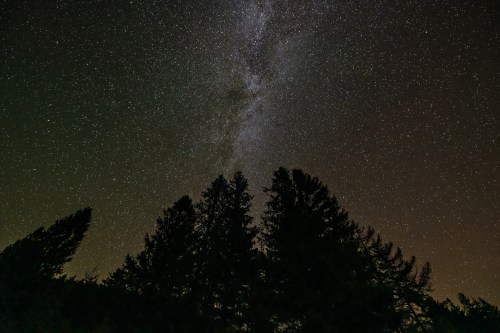Silhouetted trees against a starry night sky with the Milky Way visible in the background.