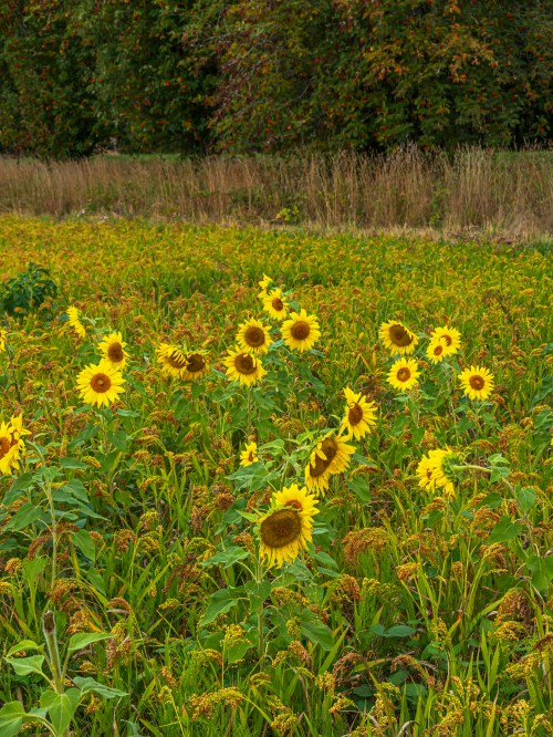 A vibrant field of sunflowers stands tall among green foliage and golden grasses under a cloudy sky.