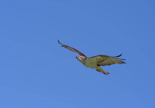 A hawk soaring gracefully against a clear blue sky.