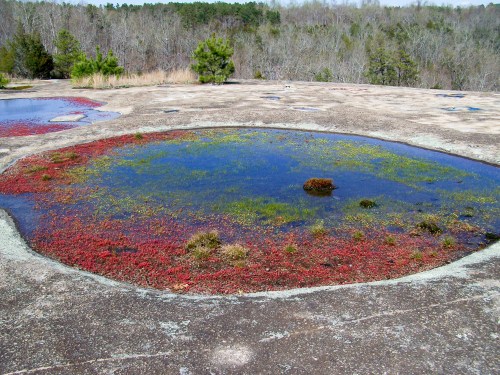 A circular pond surrounded by colorful vegetation on a rocky surface, with trees in the background.