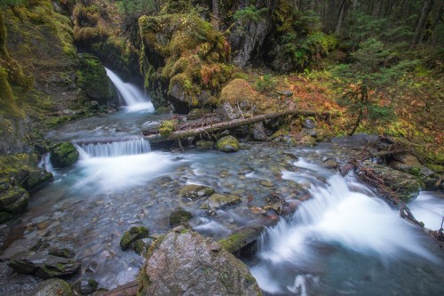 A serene forest scene featuring a flowing stream with small waterfalls, surrounded by moss-covered rocks and greenery.