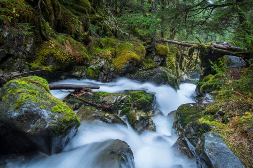 A serene forest stream flows over moss-covered rocks, surrounded by lush greenery and fallen branches.