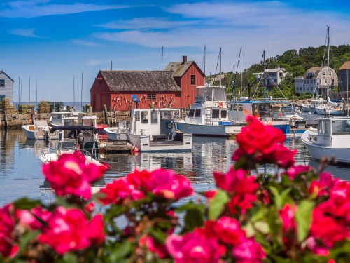 A scenic harbor with boats and a red building, framed by vibrant pink flowers under a clear blue sky.
