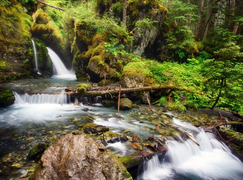 A serene forest scene featuring a flowing stream with waterfalls, moss-covered rocks, and lush greenery.
