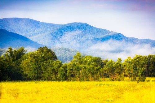 A vibrant landscape featuring rolling mountains, lush green trees, and a field of bright yellow flowers under a blue sky.
