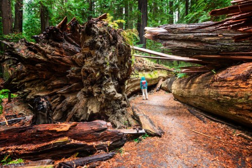 A person stands near massive fallen tree trunks in a lush, green forest, surrounded by towering redwoods.