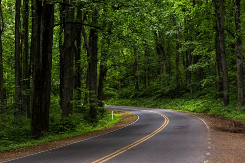 A winding road through a lush green forest, surrounded by tall trees and dense foliage.