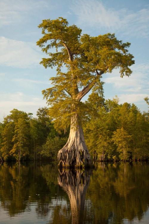 A tall cypress tree stands in calm water, reflecting its image, surrounded by lush greenery and a clear sky.