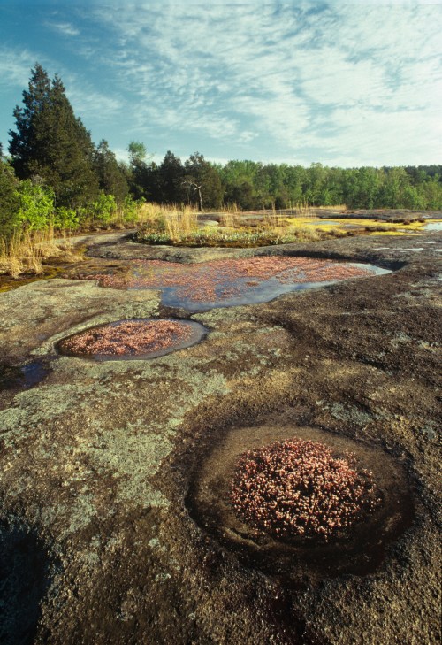 A serene landscape featuring rocky terrain with pools of water and patches of vegetation under a blue sky.