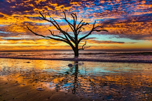 Silhouetted tree on a beach at sunset, reflecting in the water with vibrant clouds in the sky.