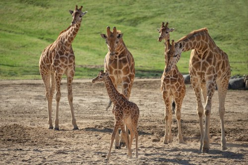 A group of five giraffes, including a young calf, stands together on sandy ground with green grass in the background.