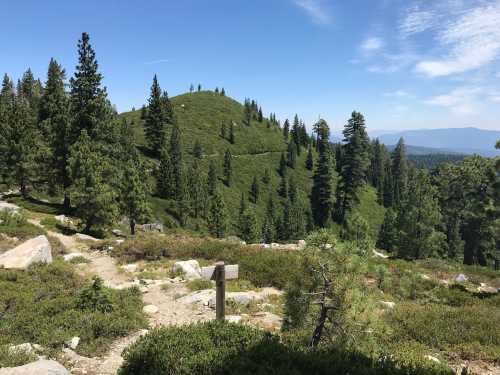 A scenic view of a green hillside surrounded by tall pine trees under a clear blue sky.