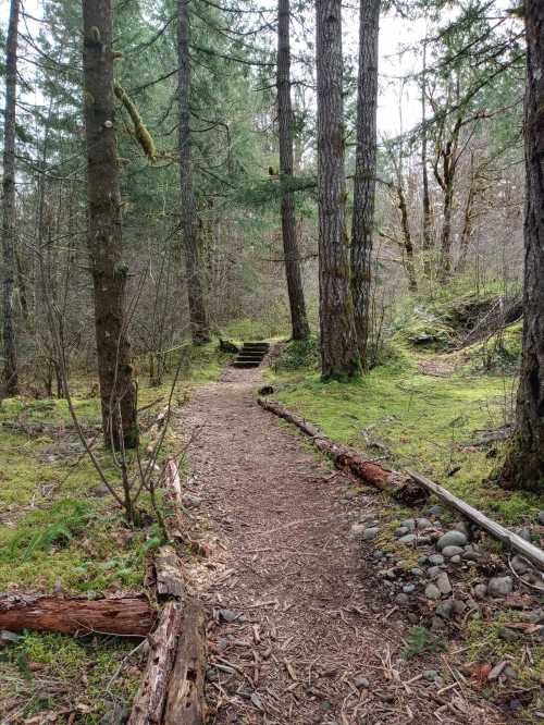 A winding forest path surrounded by tall trees and mossy ground, leading to wooden steps in the distance.