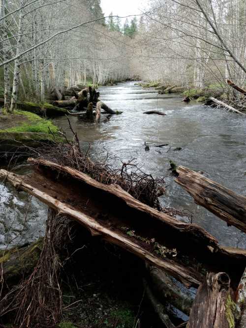 A serene river flows through a forest, with fallen logs and bare trees lining the banks.