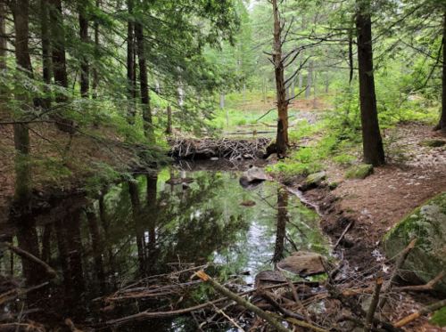 A serene forest scene with a calm pond reflecting trees and a beaver dam made of branches in the foreground.