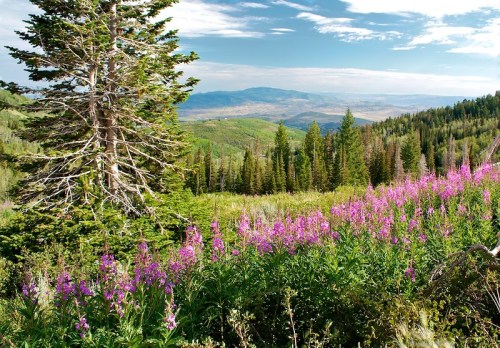 A scenic view of a lush green landscape with vibrant pink flowers in the foreground and mountains in the background.