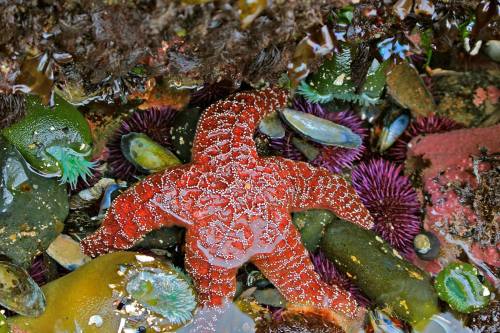 A vibrant red starfish among colorful sea urchins and various marine life on a rocky ocean floor.