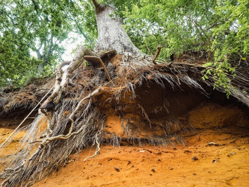 A large tree with exposed roots growing over a steep, orange-brown soil bank, surrounded by green foliage.