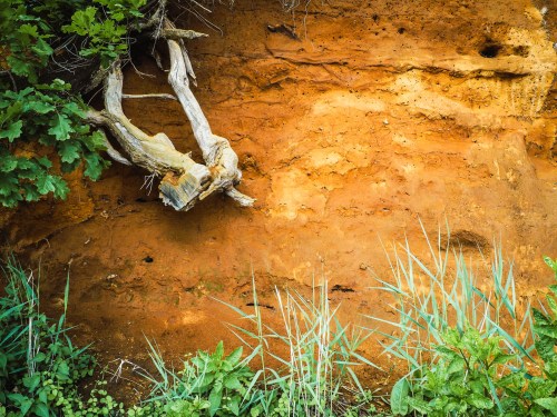 A weathered tree branch rests against a textured orange clay wall, surrounded by green grass and foliage.