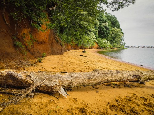 A sandy beach with a fallen log, surrounded by lush greenery and a calm water edge.