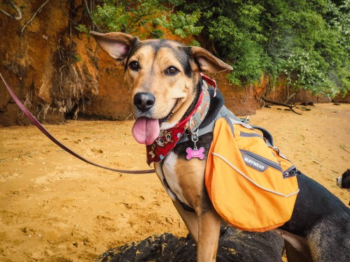 A happy dog wearing a bandana and an orange backpack, standing on a sandy beach with greenery in the background.