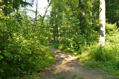 A winding dirt path through a lush green forest, surrounded by trees and dense foliage.
