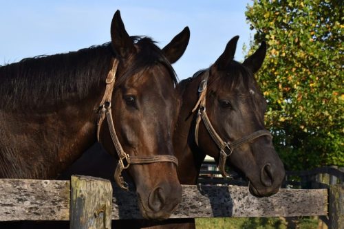 Two brown horses with bridles, standing side by side at a wooden fence, against a backdrop of trees and blue sky.