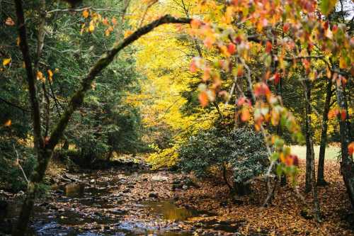 A serene stream surrounded by vibrant autumn foliage and colorful leaves on the ground.