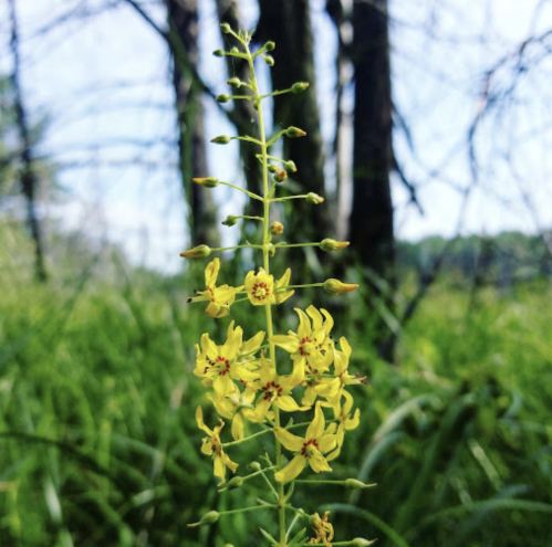 A close-up of a tall yellow flower with multiple blooms, set against a blurred green background and trees.