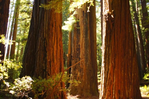 Tall redwood trees in a lush forest, with sunlight filtering through the leaves, creating a serene atmosphere.