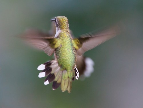 A hummingbird in mid-flight, showcasing its vibrant green feathers and blurred wings against a soft background.