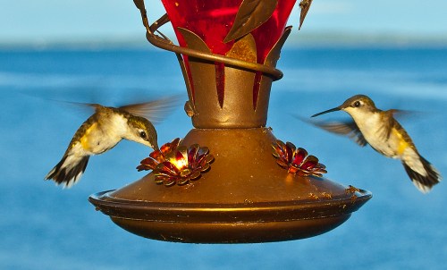 Two hummingbirds hover near a red feeder with floral accents, set against a blue water background.