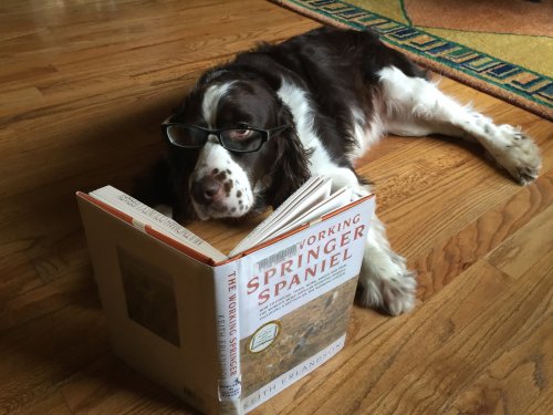 A dog wearing glasses lies on the floor, reading a book titled "The Working Springer Spaniel."