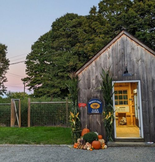 A rustic wooden shed adorned with pumpkins and autumn decor, surrounded by greenery at dusk.