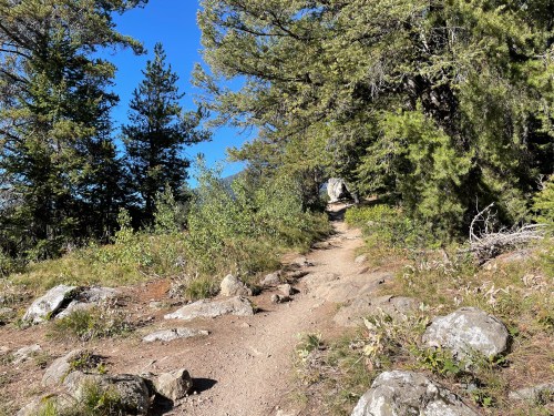 A dirt path winds through a forest with tall trees and scattered rocks under a clear blue sky.