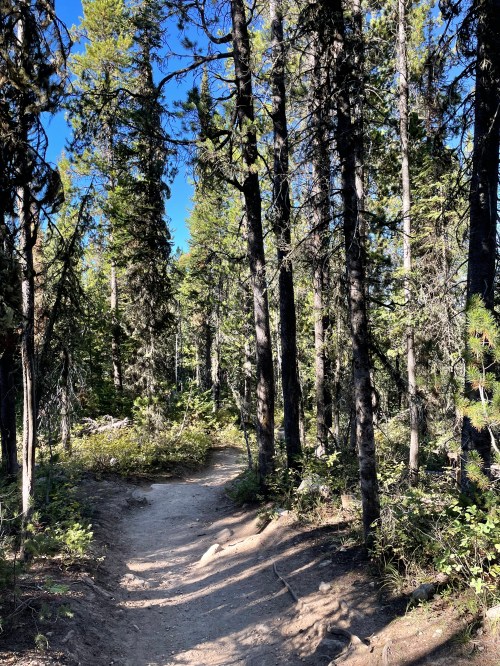 A winding dirt path through a dense forest of tall trees under a clear blue sky.