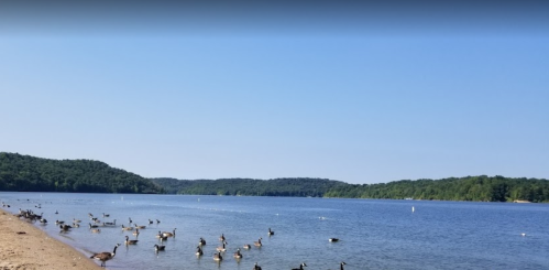 A serene lake scene with geese on the shore and lush green hills in the background under a clear blue sky.