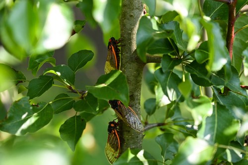 Three cicadas perched on a tree trunk surrounded by green leaves.