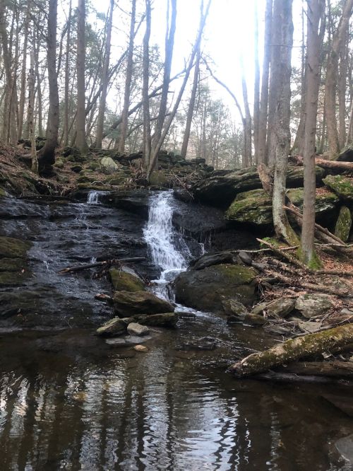 A serene forest scene featuring a small waterfall cascading over rocks, surrounded by trees and a calm pool of water.