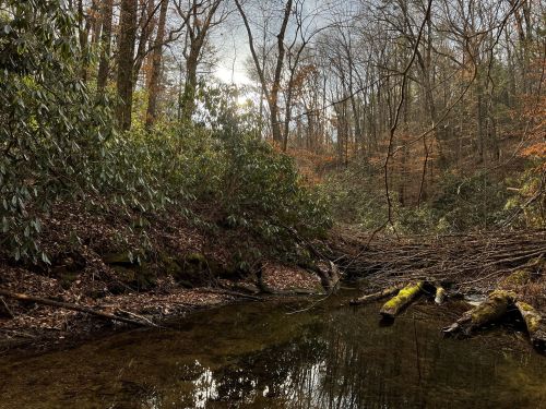 A serene forest scene with a calm stream, surrounded by trees and autumn foliage. Sunlight filters through the branches.