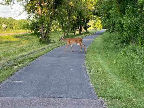 A deer crossing a paved path surrounded by greenery and trees on a sunny day.